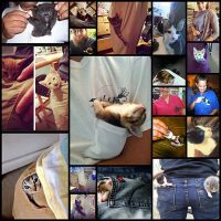 kittens-hanging-around-in-pockets21