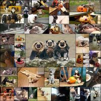 these_funny_animals_45_pics