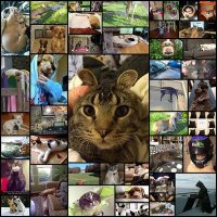 these_funny_animals_44_pics