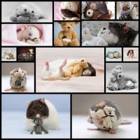 rats-teddy-bears-ellen-van-deelen-jessica-florence16