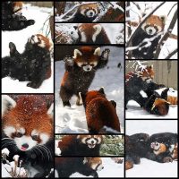 if-these-red-pandas-can-enjoy-the-snow-then-you-should-too10
