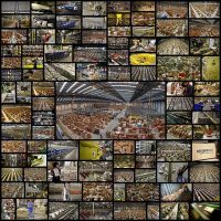 welcome-to-amazon-95-pics