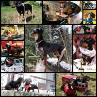 10-reasons-crusoe-is-your-new-favorite-dachshund