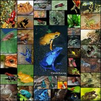 とにかくカラフルな蛙39