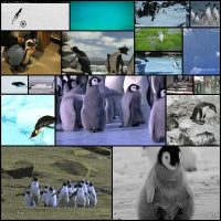 ways-penguins-are-getting-in-shape-for-spring17