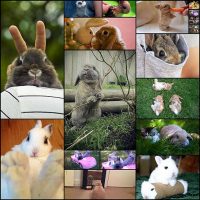 extremely-stoned-bunnies21