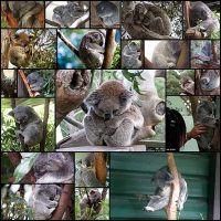 snoozing-koalas-you-want-to-snuggle-with-right-now21