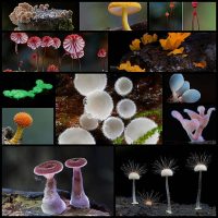 stunning-macro-photography-of-fungi-by-steve-axford12