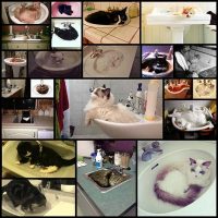 22-sinks-clogged-with-huge-hairballs