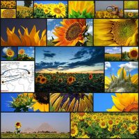 strange-history-of-sunflower23