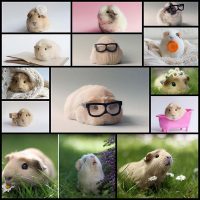guinea-pig-photos-booboo-lieveheerbeestje16
