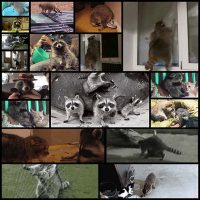 17-reasons-raccoons-should-be-your-favorite-animal