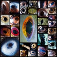 macro-photography-of-animal-eyes-suren-manvelyan30