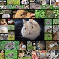 ふわふわの子ウサギ47