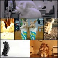 how-bout-a-bunch-o-bun-gifs6