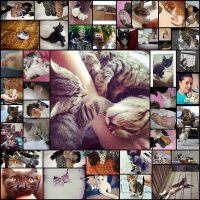 かわいい猫はっていく45