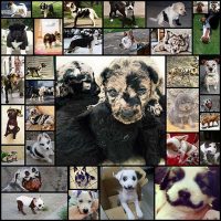 33-dogs-with-unique-coats
