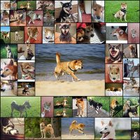 かわいい柴犬48