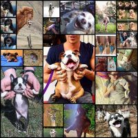 22-of-the-happiest-animals-on-earth