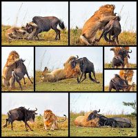 lev-oxotitsya-na-gnu8
