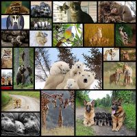 animal-family-portraits22