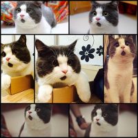 this-cats-chin-fur-makes-him-look-forever-surprised7