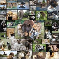 unusual-animal-friendships