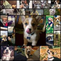 i-feel-like-walter-payton-run-that-4-my-city-now-puppies20