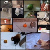 15-animals-battling-harmless-things-15-pics