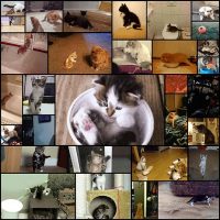 31-kittens-who-havent-quite-figured-out-this-whole-cat-thing31