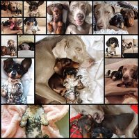 harlow-sage-indiana-reese-cute-dog-photos15