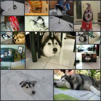 ネコみたいに育った犬16