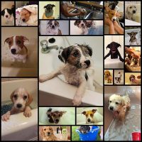 puppies-are-the-best-no-lie24