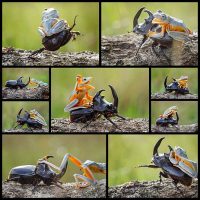 frog-riding-beetle-hendy-mp10