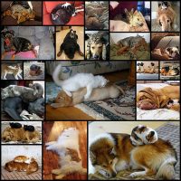 cats-sleeping-on-dogs21
