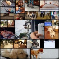 reasons-you-should-totally-definitely-not-adopt-a-dog25
