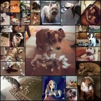 27-dogs-who-are-definitely-guilty