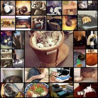 places-cats-would-rather-sleep-than-your-lap28