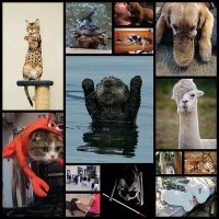 14-dumb-animal-facts-that-are-absolutely-true