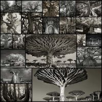 Женщина-потратила-14-лет-в-поисках-древних-деревьев