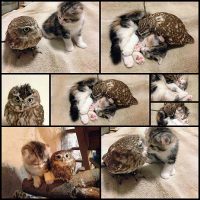 Kitten-And-Owlet-Become-Best-Friends-And-Nap-Buddies--Bored-Panda