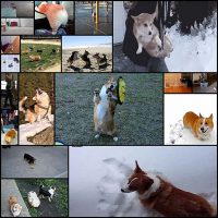 20-Corgi-Athletes-That-Are-Trying-Their-Best--Pleated-Jeans