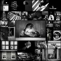 Черно-белые-снимки-котов,-олицетворяющие-их-таинственную-жизнь