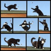 Как-схватка-Тома-и-Джерри-выглядит-в-реальной-жизни