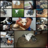 My-Two-Cute-Troublemakers-Odin-And-Frigga--Bored-Panda