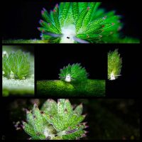 Sea-Sheep-This-Adorable-Sea-Slug-Eats-So-Much-Algae-It-Can-Photosynthesize---OddPad