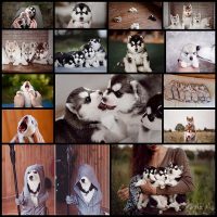 This-Russian-Photographer’s-Instagram-is-100%-Pure-Husky--Bored-Panda