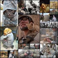 15+-Soldiers-And-Cats-Who-Became-Best-Friends-Overseas--Bored-Panda
