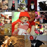 22-Cats-That-Absolutely-Hate-Their-Halloween-Costumes--Pleated-Jeans