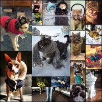 22-Pieces-Of-Winter-Fashion-Advice,-As-Told-By-Cats